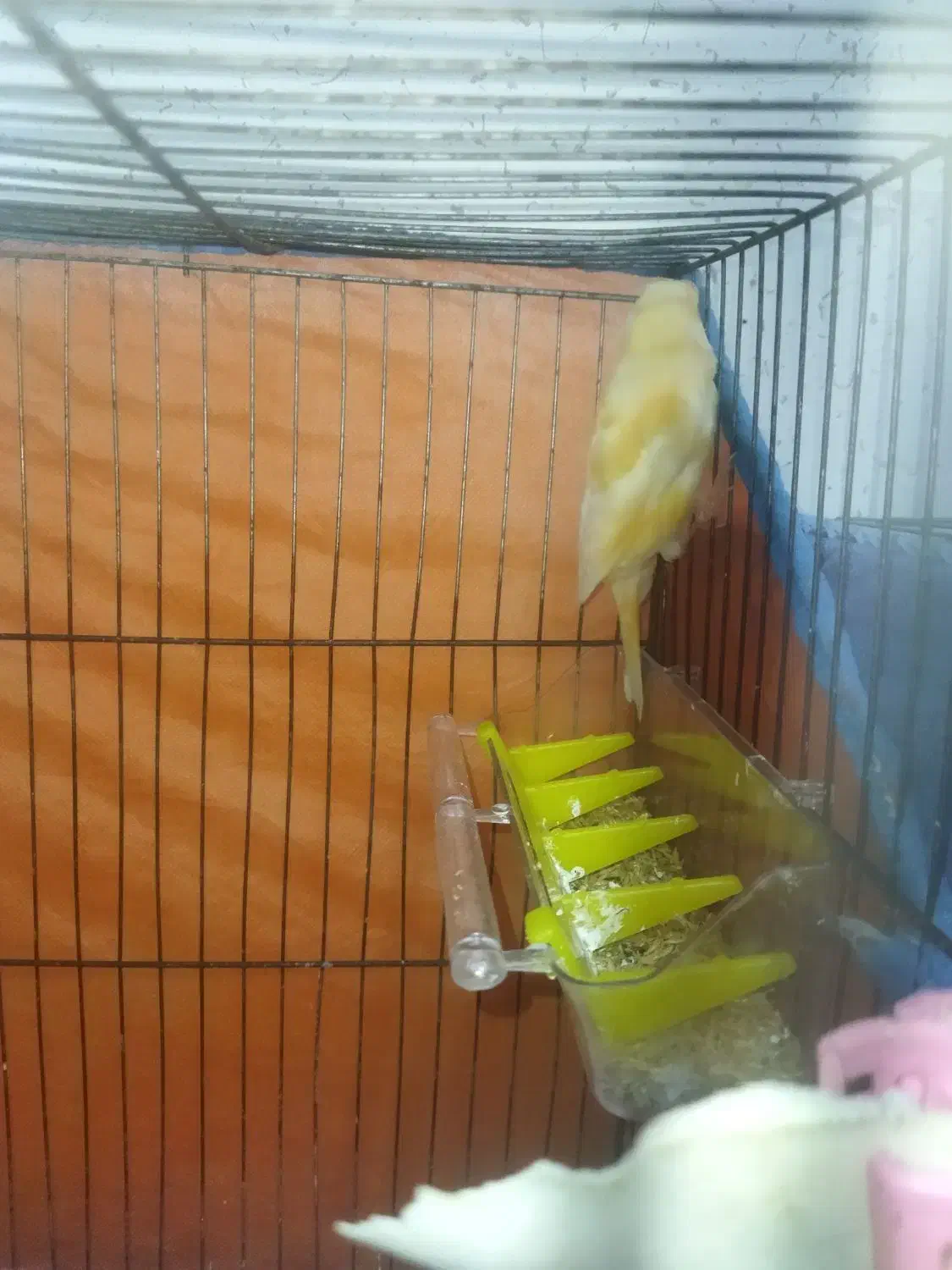 قناری نر|پرنده|رشت, حمیدیان|دیوار