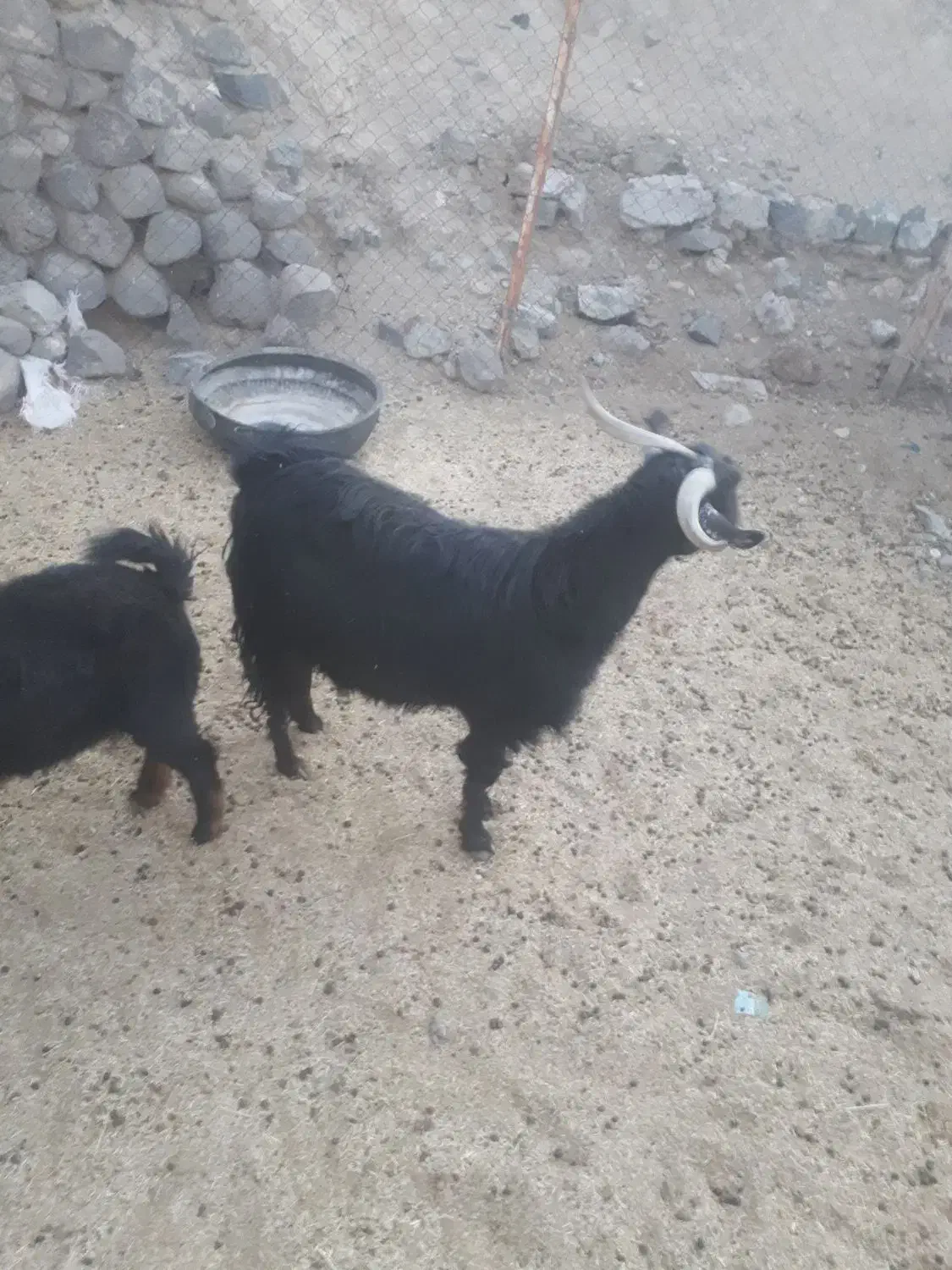 بز۸|حیوانات مزرعه|سربیشه, |دیوار