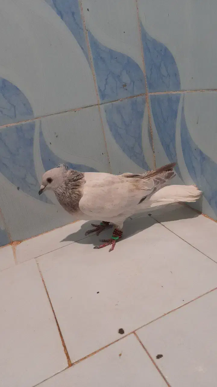 کبوتر|پرنده|میرجاوه, |دیوار