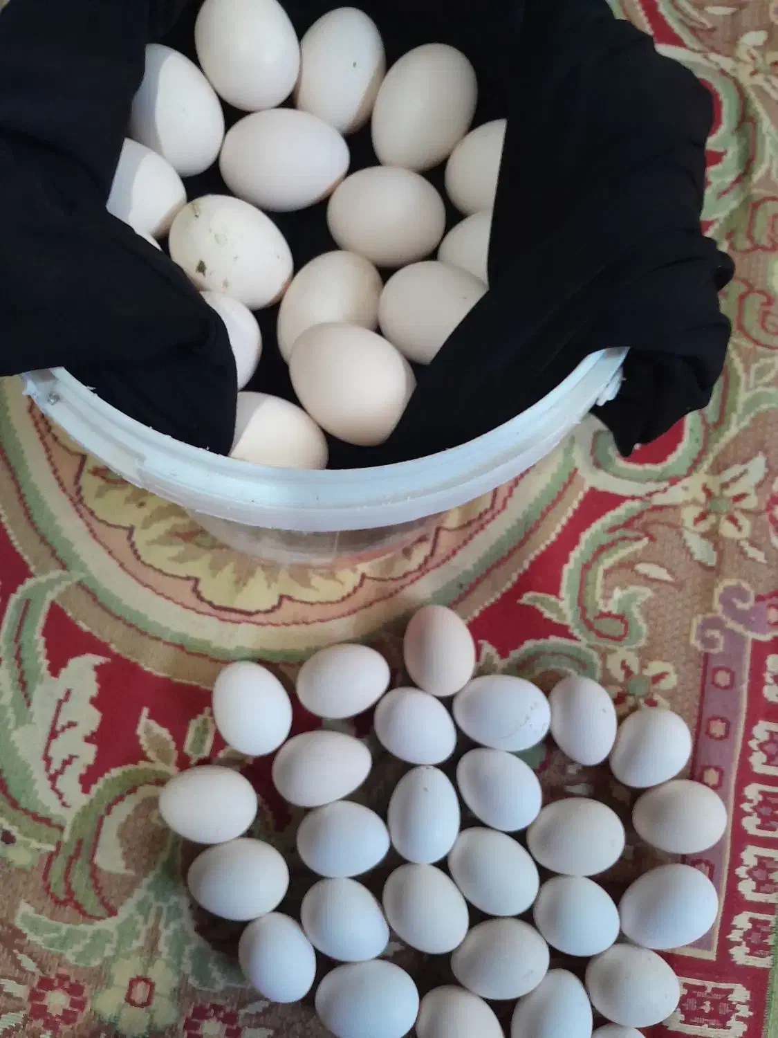 تخم مرغ محلی نطفه دار|حیوانات مزرعه|نیمروز, |دیوار