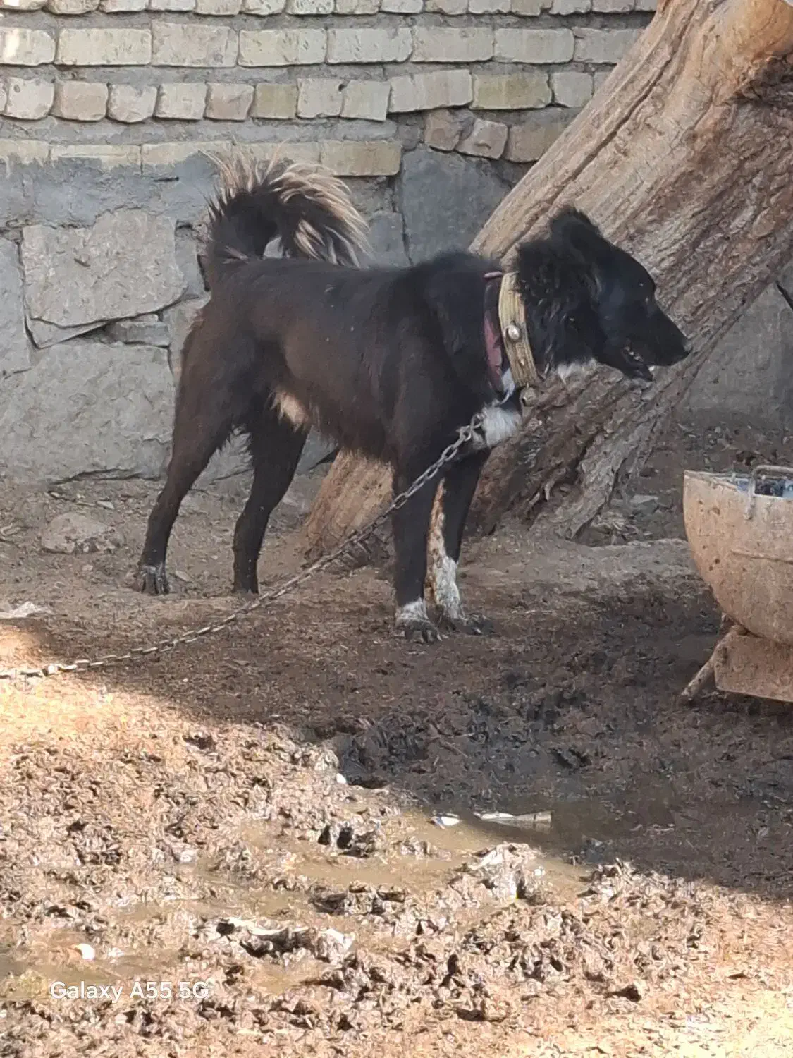 سگ گله ای|سگ|قم, پردیسان|دیوار