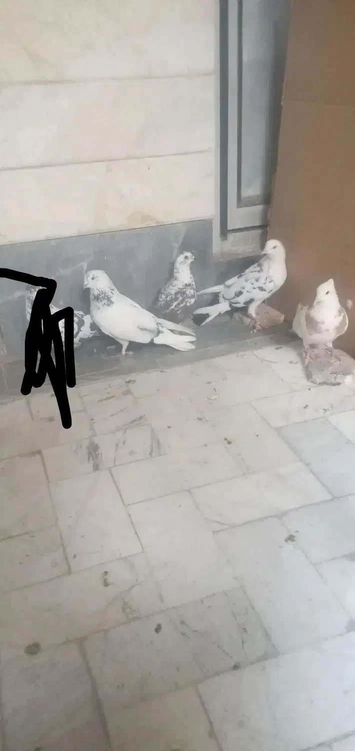 کبوترپرشی|پرنده|قم, ولیعصر|دیوار