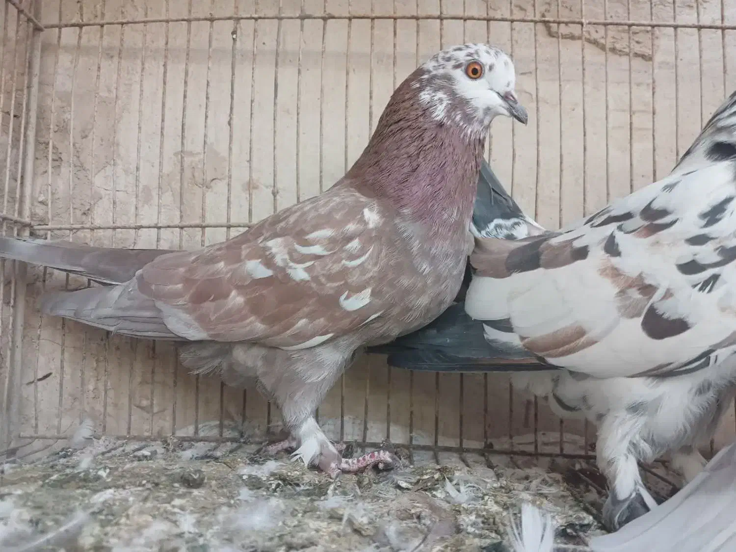 ۲ماده|پرنده|آران و بیدگل, |دیوار