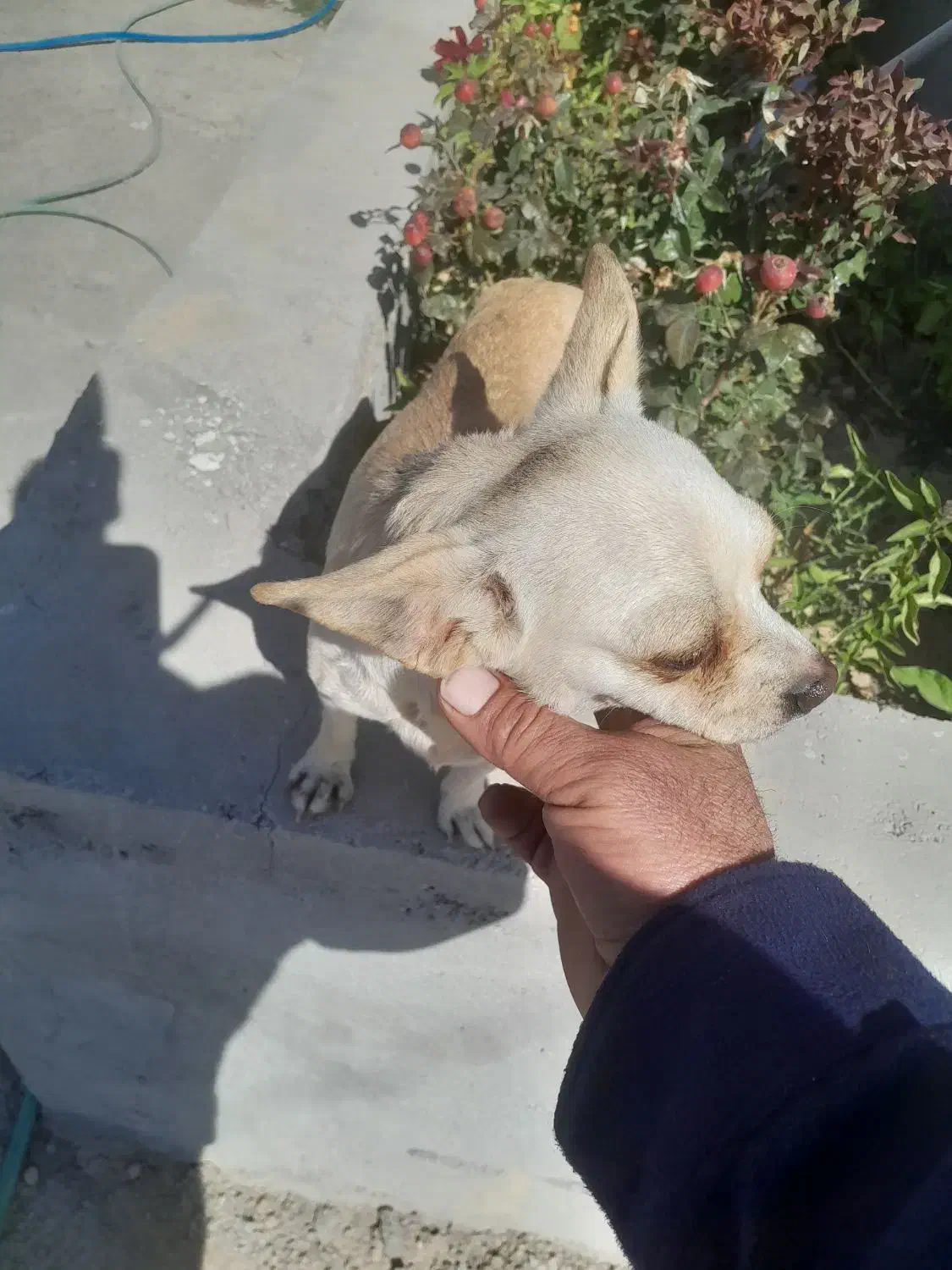 سگ کوچولو|سگ|سده (فارس), |دیوار