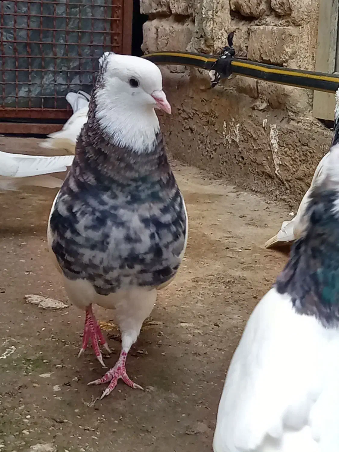 طوقی معمولی بدرنگ|پرنده|آزادشهر, |دیوار