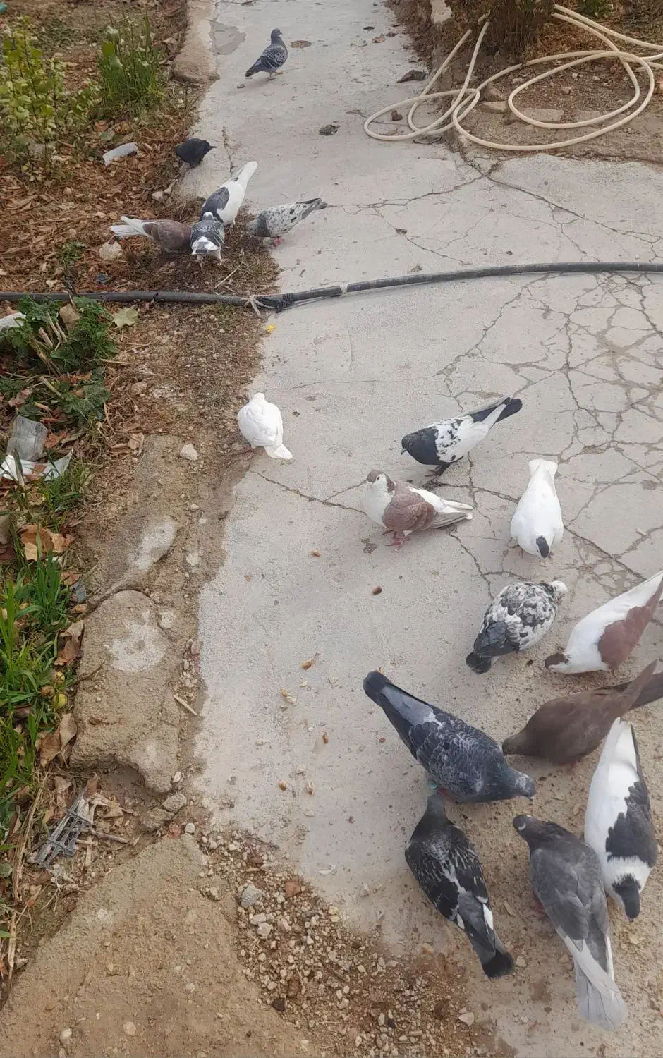 کفتر|پرنده|بجنورد, |دیوار