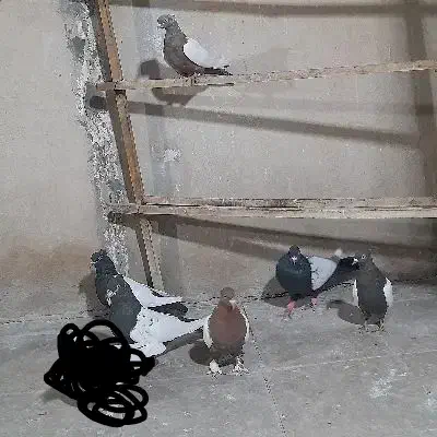 کفتررنگی|پرنده|قم, گلزار|دیوار