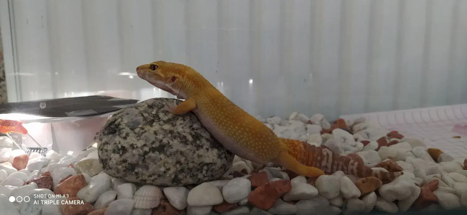 معاوضه کگو ماده با کگو نر|خزنده|کرج, کمال‌شهر|دیوار