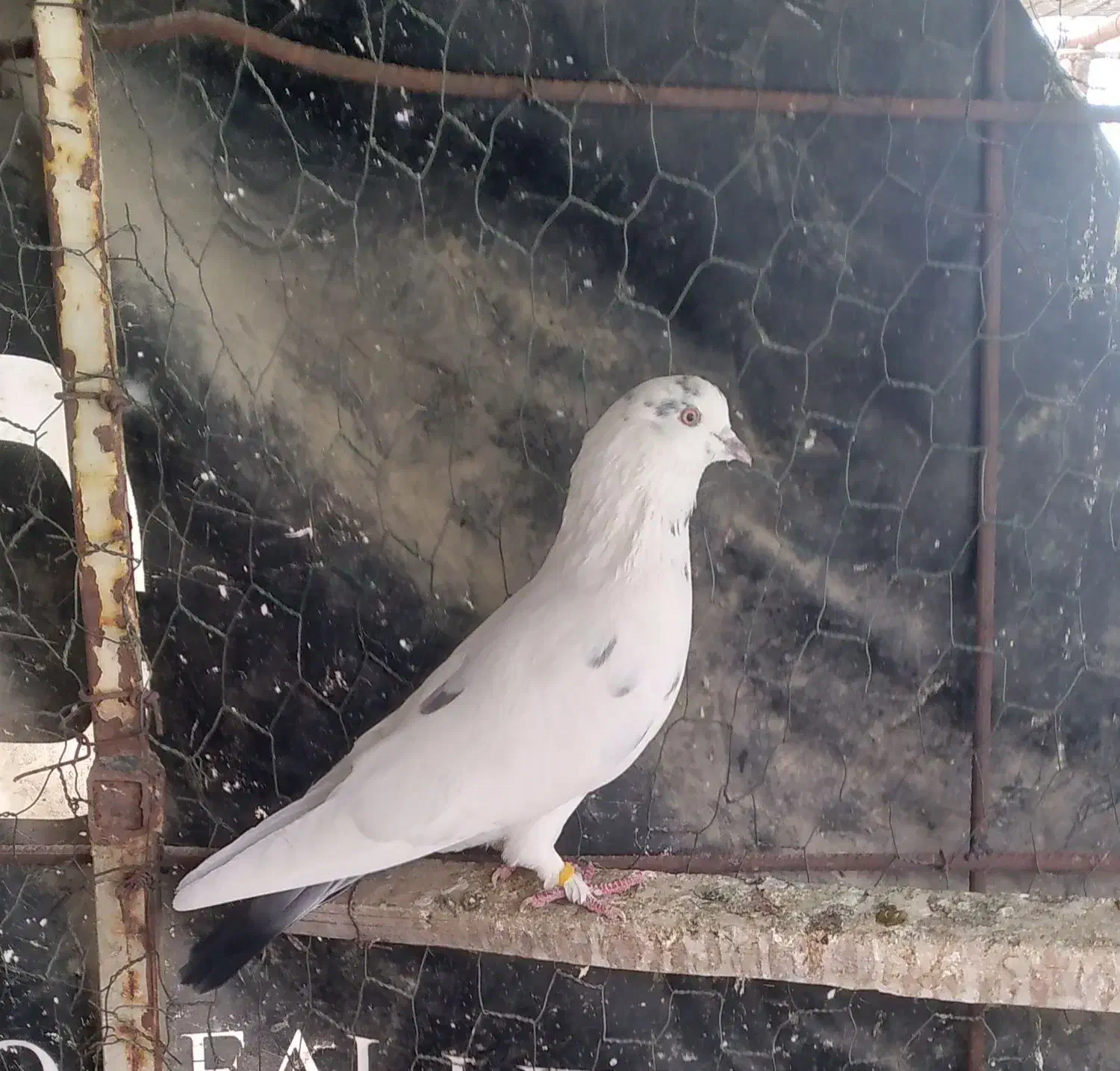 کبوتر|پرنده|پارس‌آباد, |دیوار