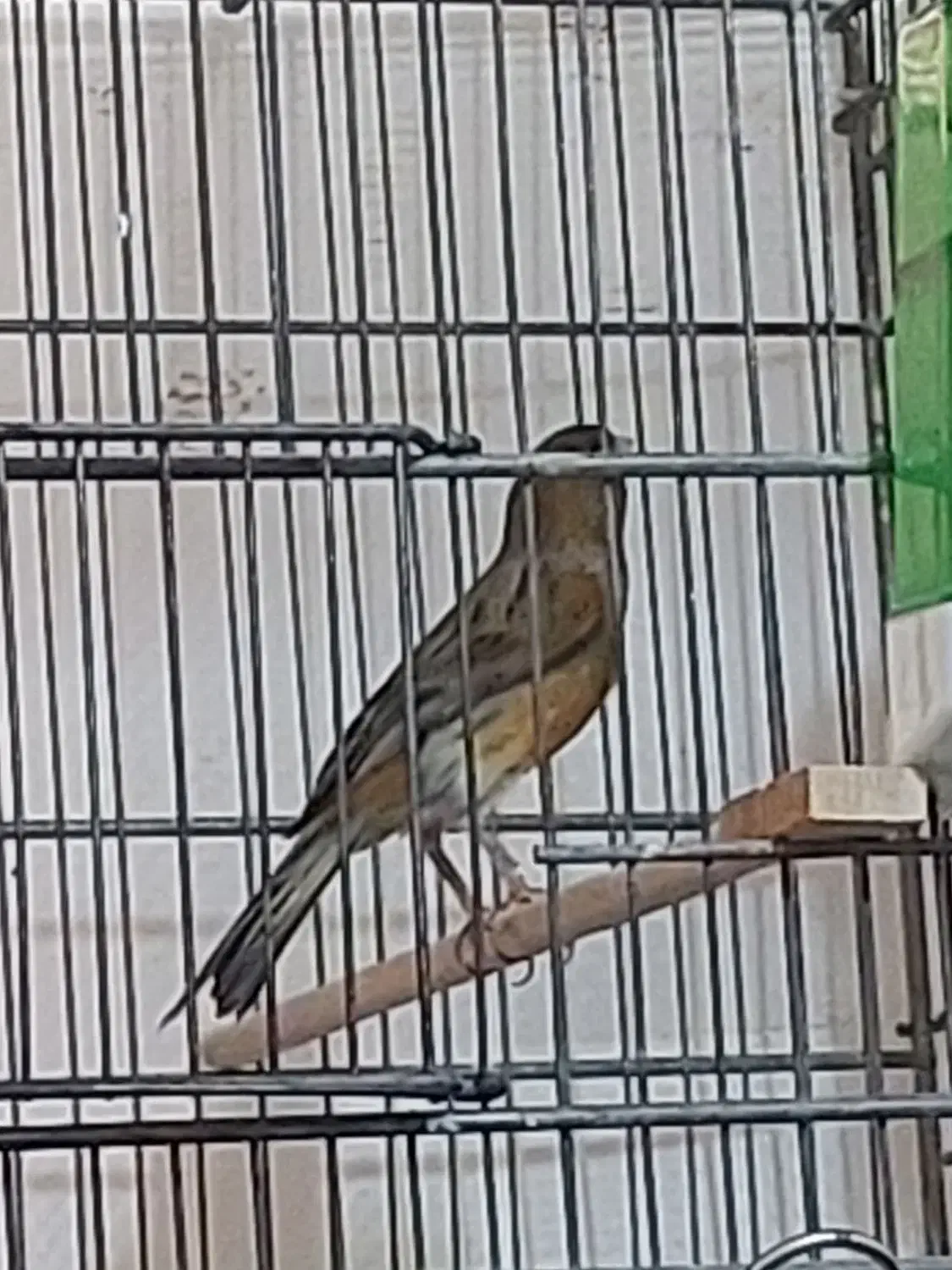 قناری نر فروش|پرنده|الوند, |دیوار