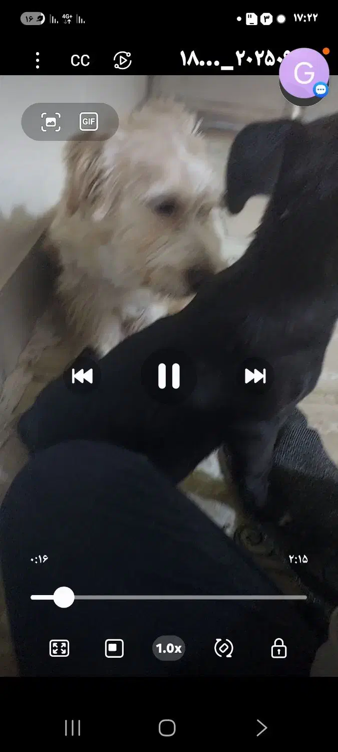 گمشده|حیوانات|قم, باجک دو|دیوار