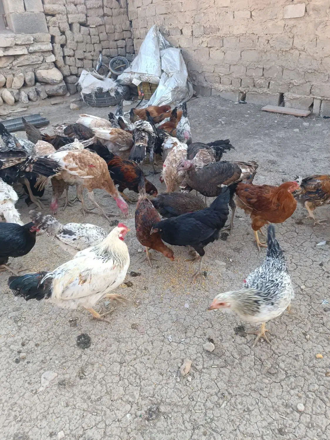 خروس و بوقلمون و وارگ|حیوانات مزرعه|ماهیدشت, |دیوار