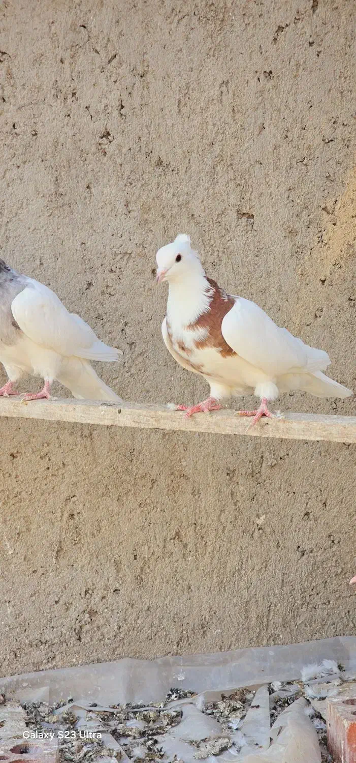 کبوتر طوقی|پرنده|بستان آباد, |دیوار