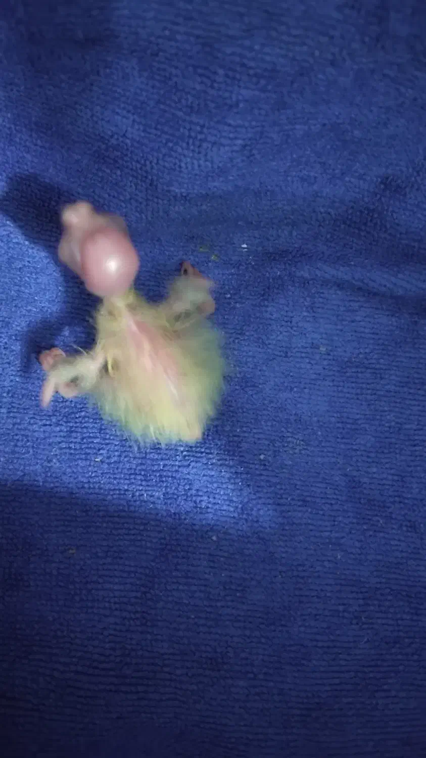 دوتاجوجه عروس هلندی 3روزه لوتینوقیمت خریدم میدم|پرنده|صائین قلعه, |دیوار