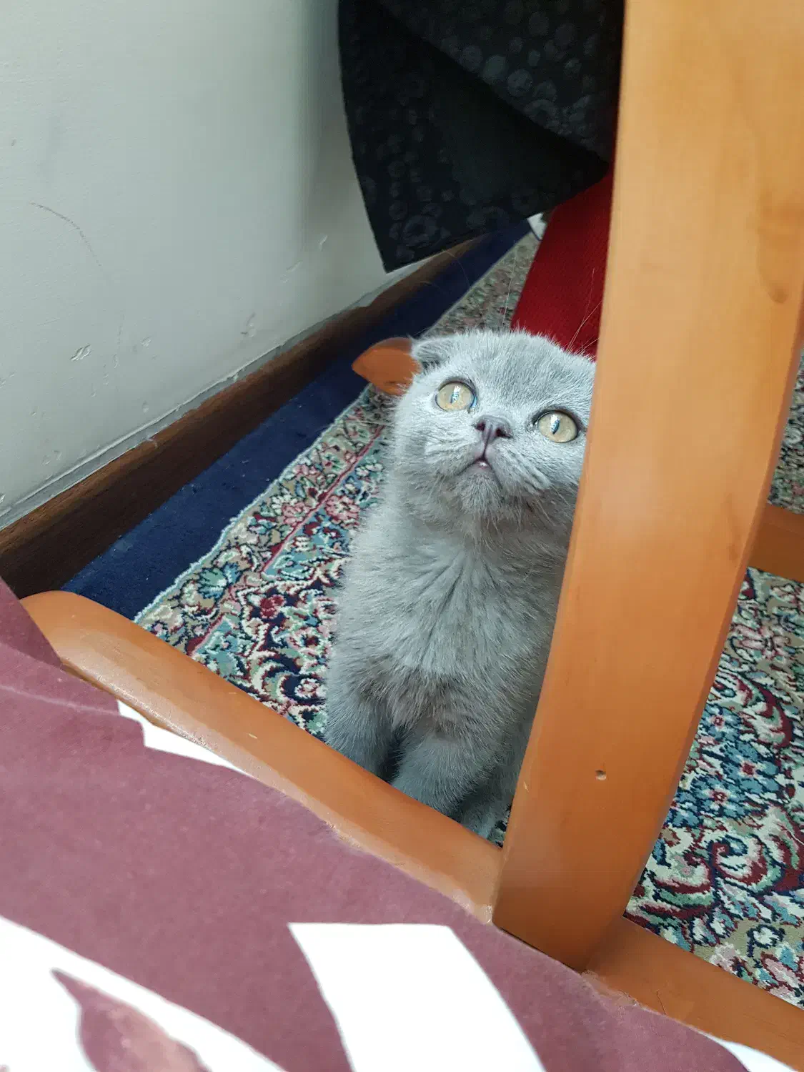 بچه گربه اسکاتیش فولد|گربه|کرمان, |دیوار