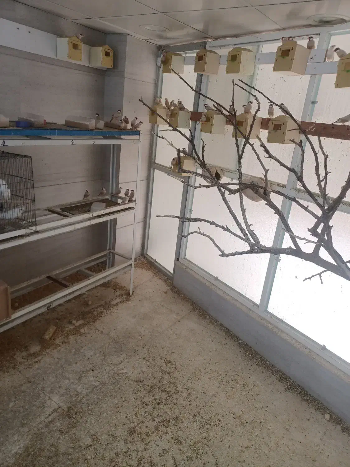 فروش ۴۰جفت فنج نرگسی شکلاتی|پرنده|ری, صالح آباد جنوبی (باغ رضوان)|دیوار