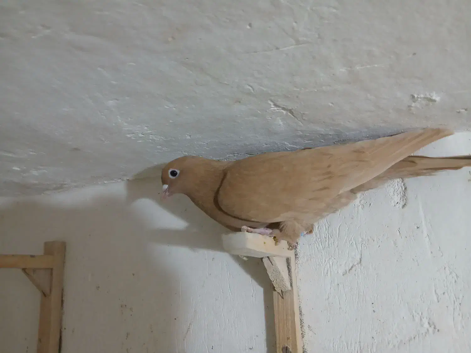 زرد|پرنده|ماهان, |دیوار