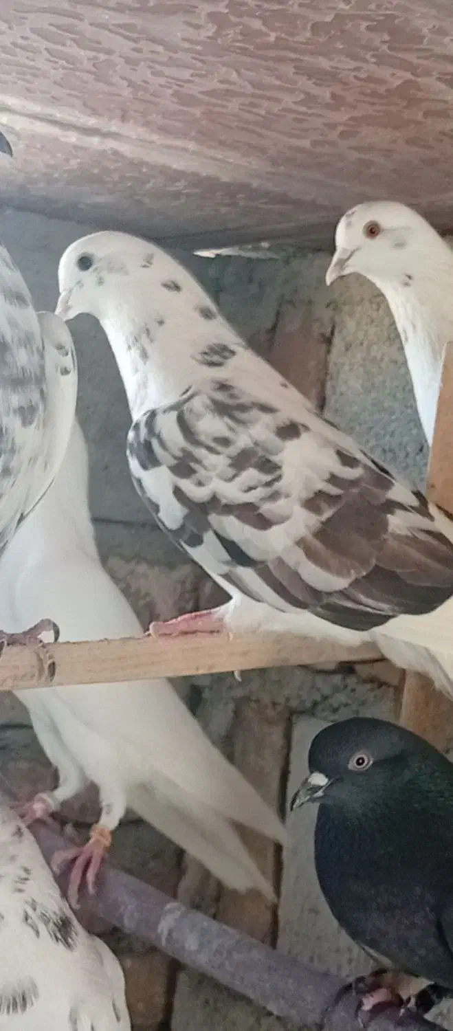 کبوترپرشی|پرنده|نقده, |دیوار