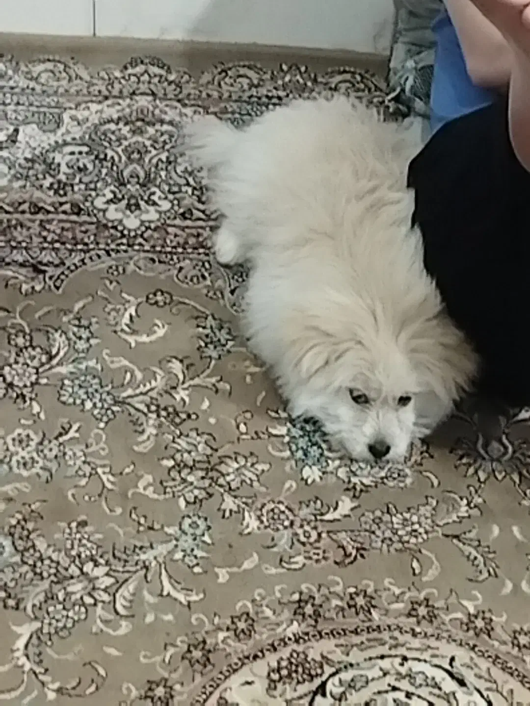 توله پامرانین|سگ|اسفراین, |دیوار