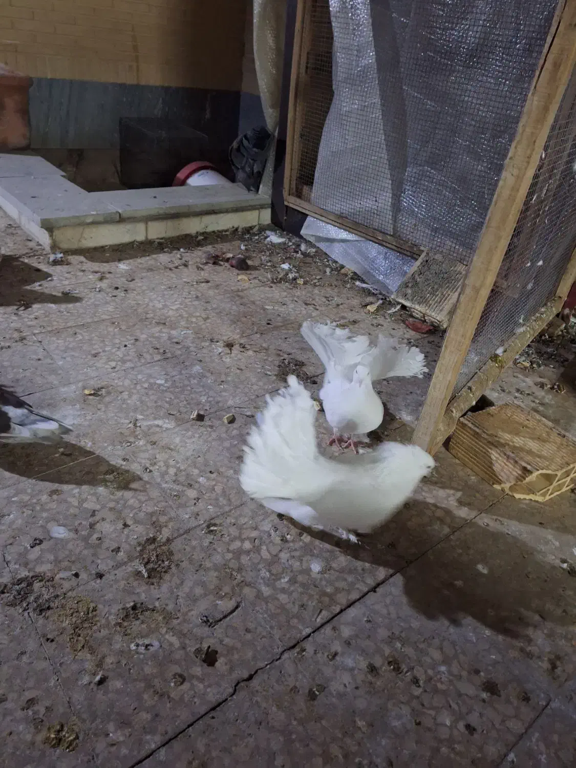 فروش کبوتر چتری سفید پاک پر پا|پرنده|کاشان, قطب راوندی|دیوار