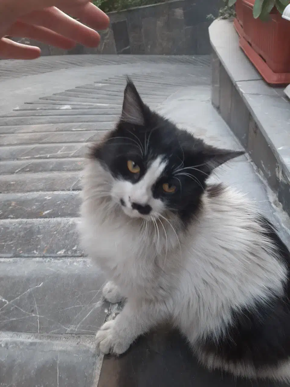 واگذاری گربه رایگان|گربه|تهران, سلسبیل شمالی|دیوار