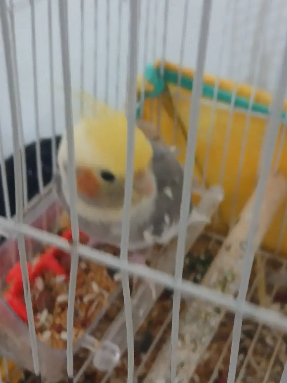 عروس هلندی  با قفس|پرنده|آستانه اشرفیه, |دیوار