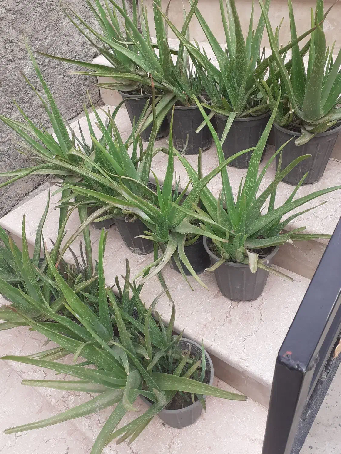 گل الوعه ورا|گل و گیاه طبیعی|گرگان, |دیوار