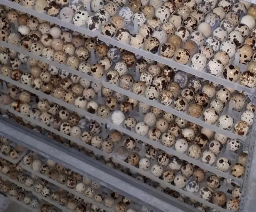 تخم نطفه دار بلدرچین و گوشت و جوجه بلدرچین|حیوانات مزرعه|مشهد, جانباز|دیوار