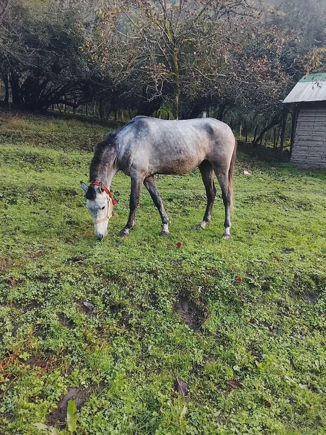 فروش نریان سواری|اسب و تجهیزات اسب‌سواری|حویق, |دیوار