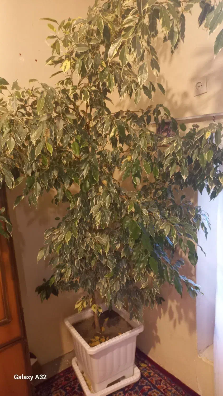 گل و گیاه خانگی بزرگ|گل و گیاه طبیعی|اسکو, |دیوار