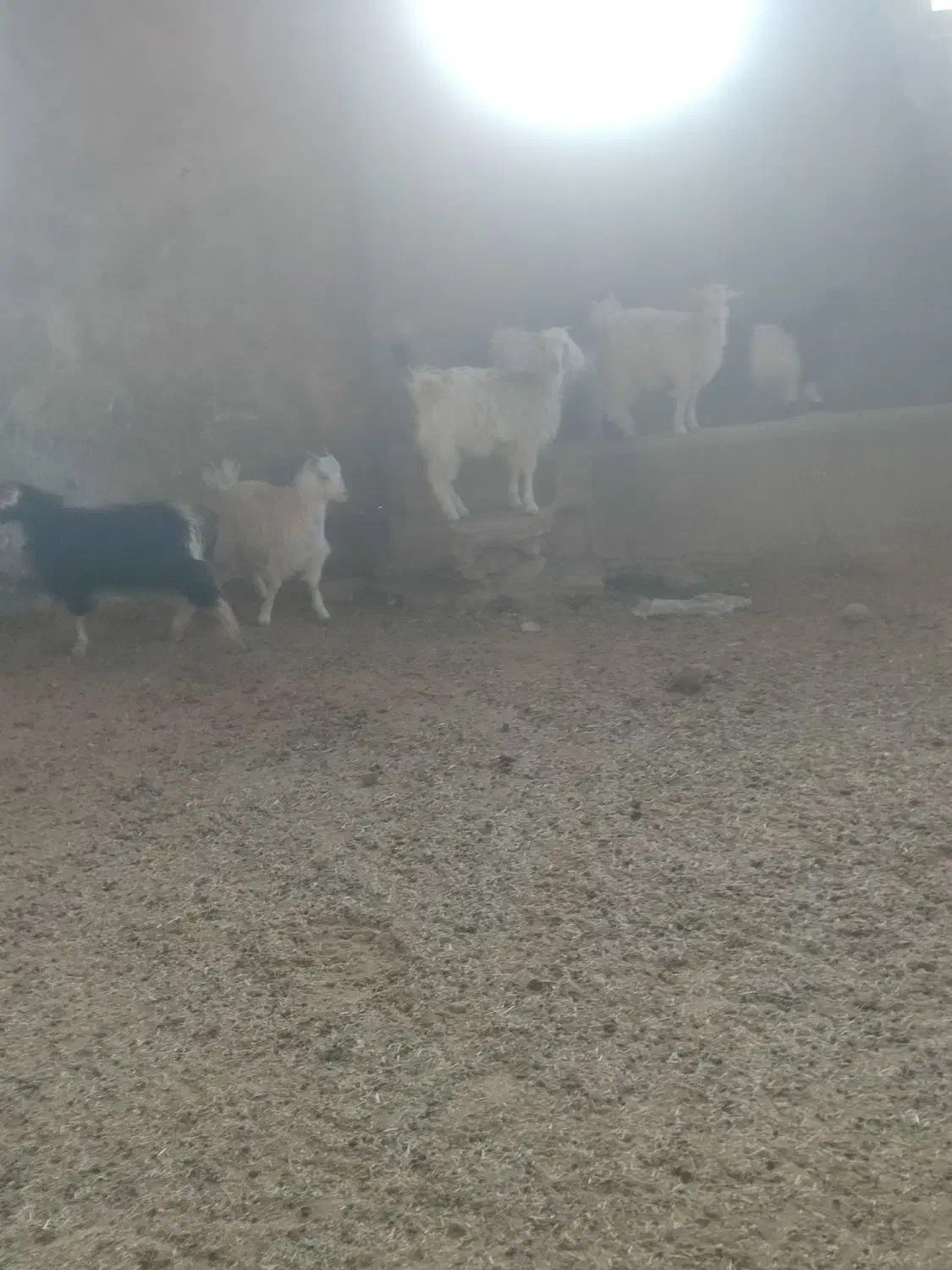 کهره شیری|حیوانات مزرعه|فیروزآباد (فارس), |دیوار