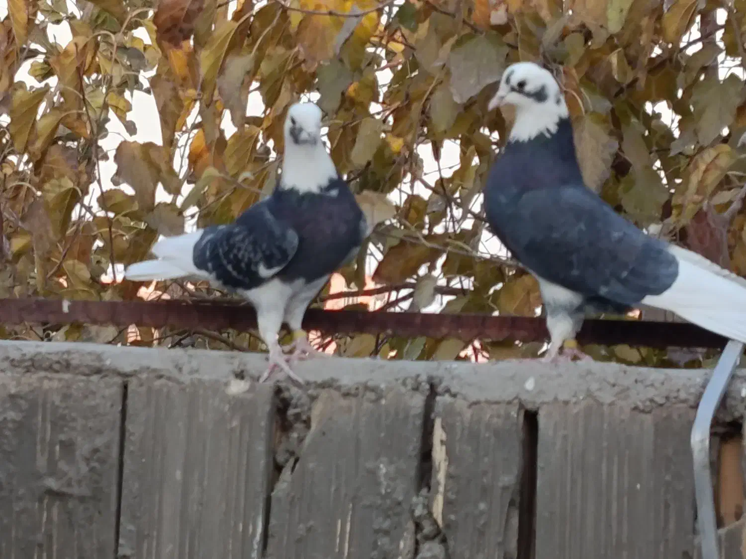 کبوتر شازده،یا ابلغ|پرنده|خمینی‌شهر, |دیوار