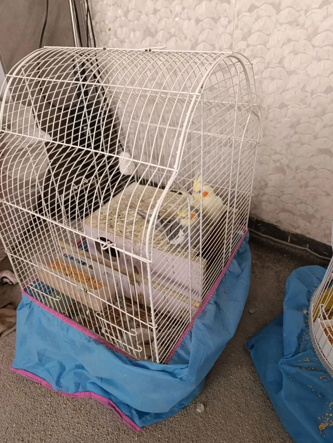 3تاعروس|پرنده|قم, شهدا|دیوار