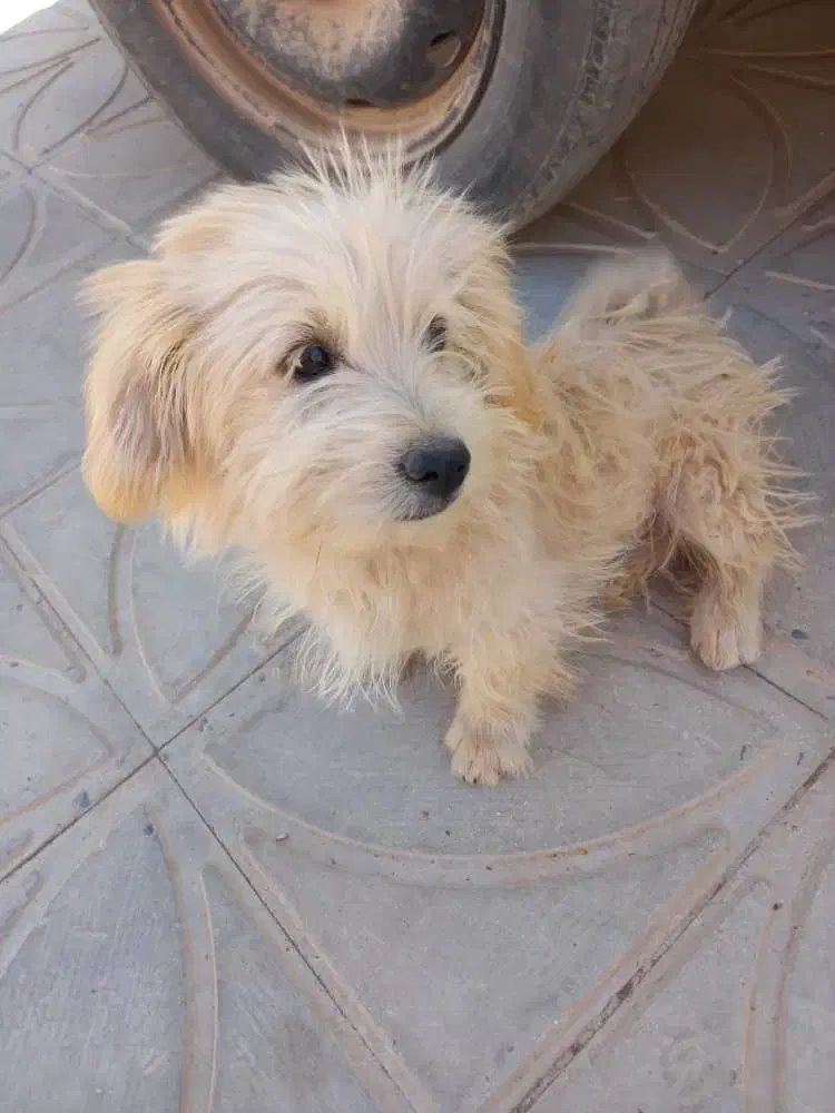 سگ شیتزو|سگ|سروستان, |دیوار