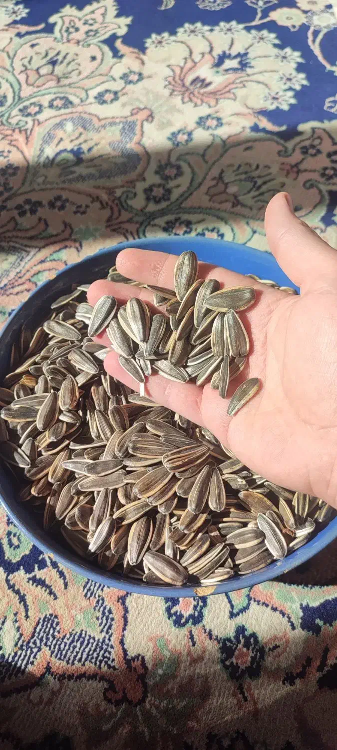 تخمه کانادایی|خوردنی و آشامیدنی|دهگلان, |دیوار