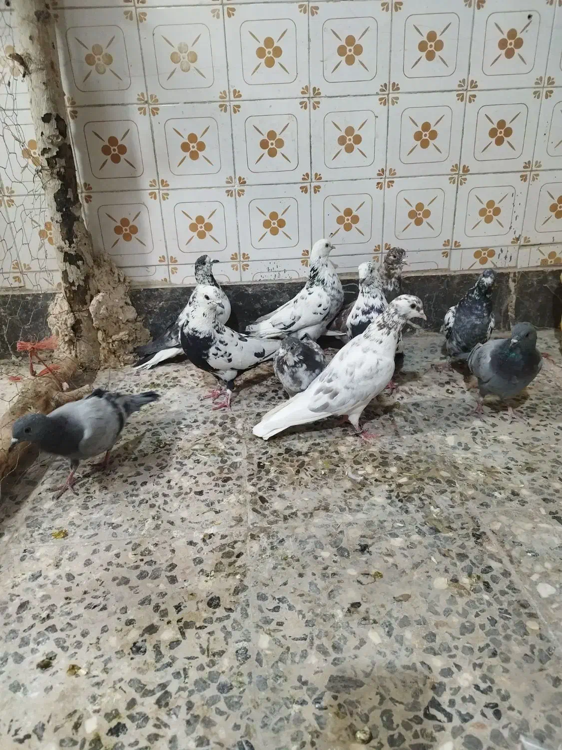 کفتر تهرانی کاشانی|پرنده|خمینیشهر, |دیوار