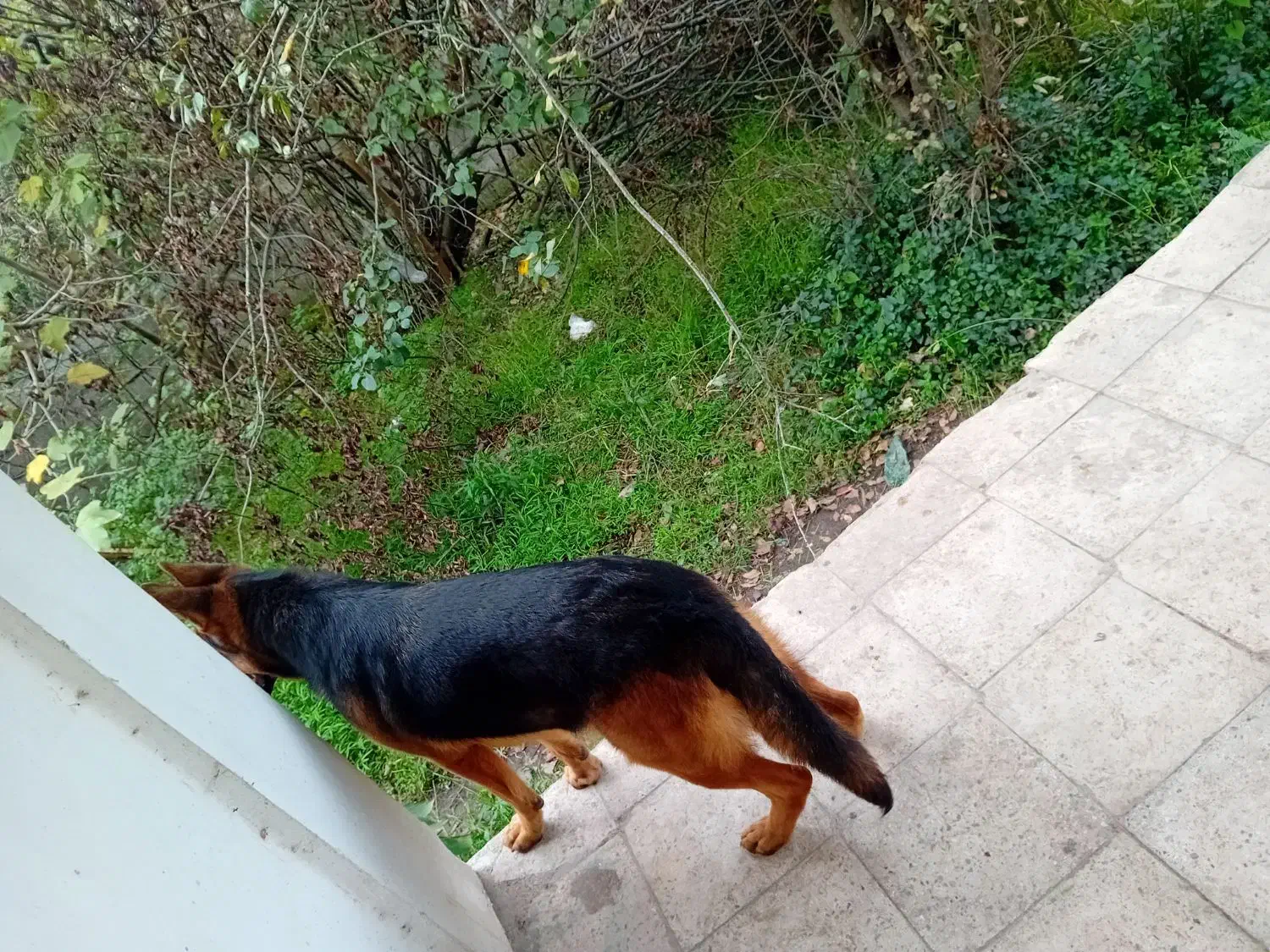 ماده ژرمن کلاسیک|سگ|رشت, حومه رشت|دیوار