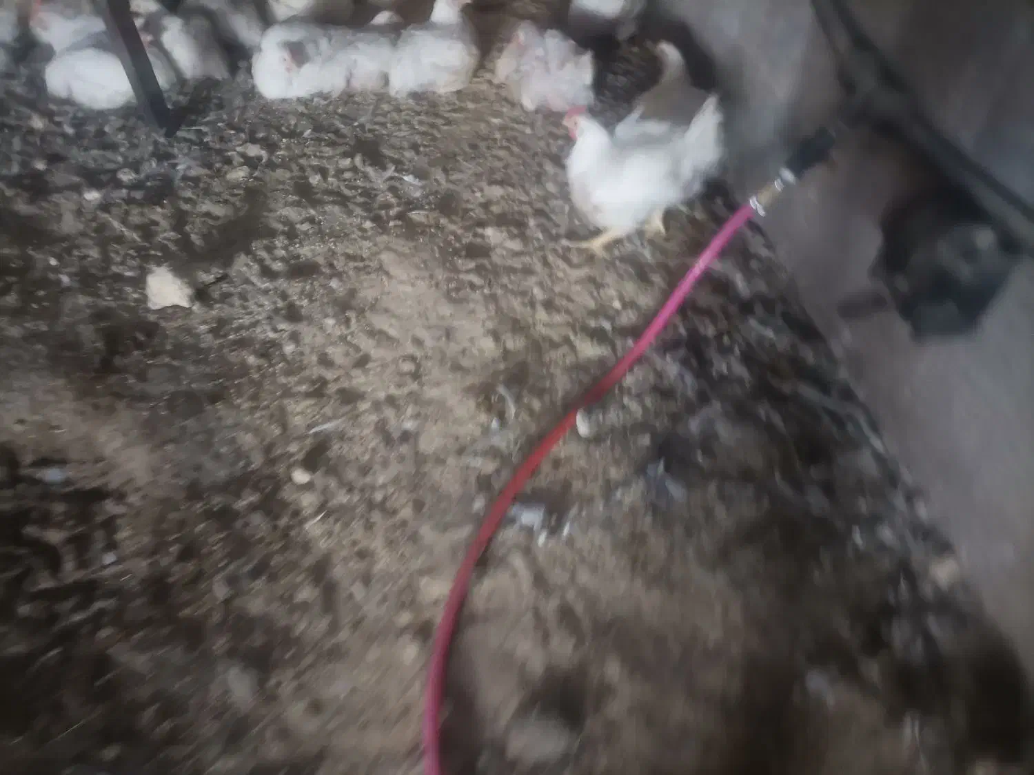 کود مرغ از سالن|خدمات باغبانی و درختکاری|تربت جام, میان جام|دیوار