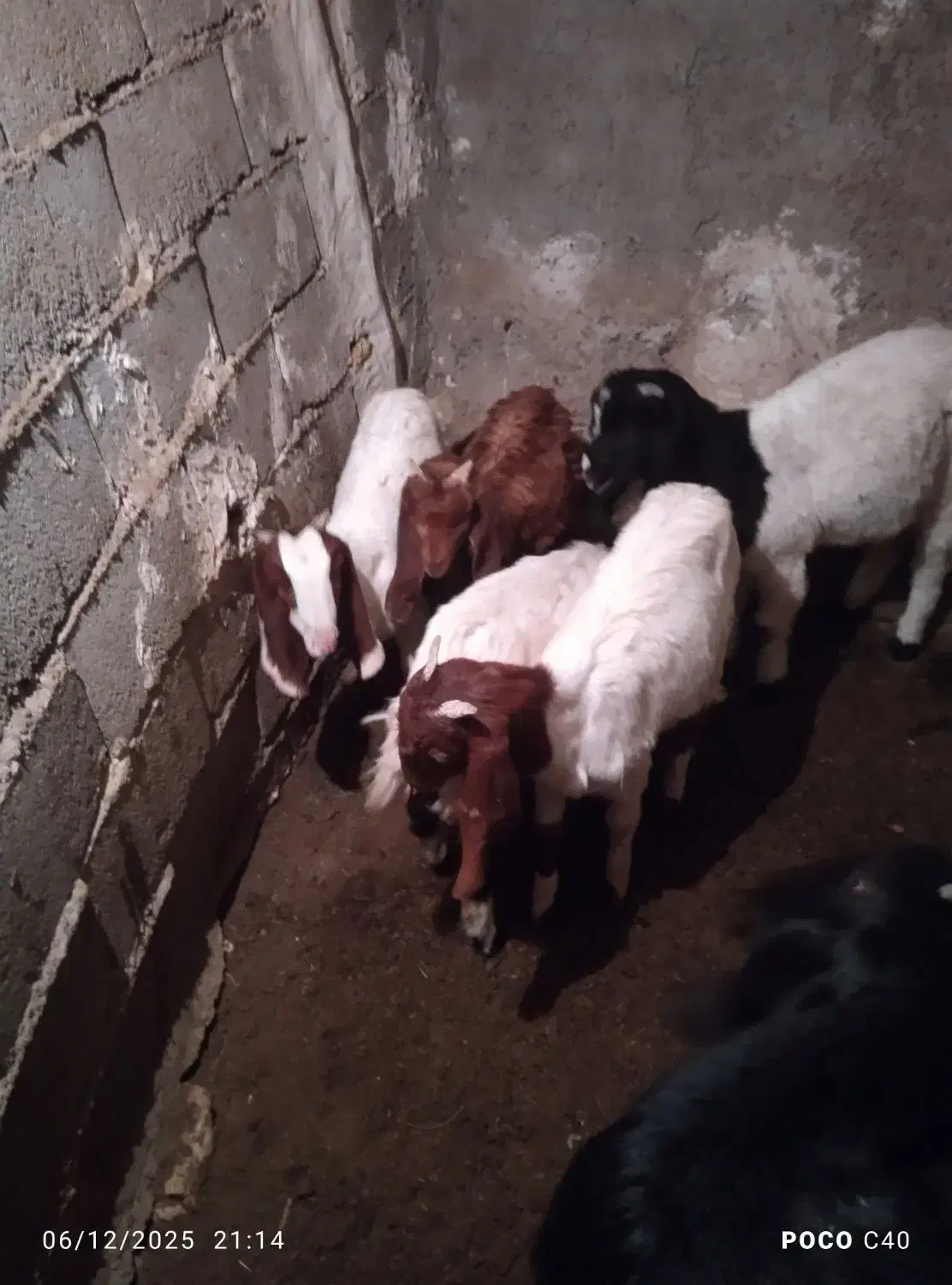 بز اوست با پنج بزغاله|حیوانات مزرعه|مشهد, نیزه|دیوار