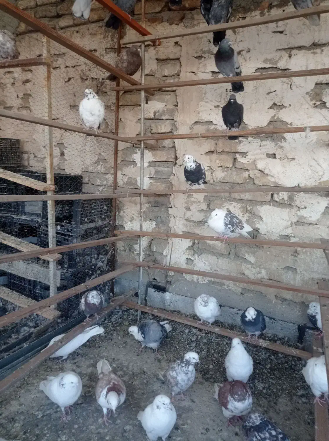 گفتر تهرانی|پرنده|بومهن, |دیوار