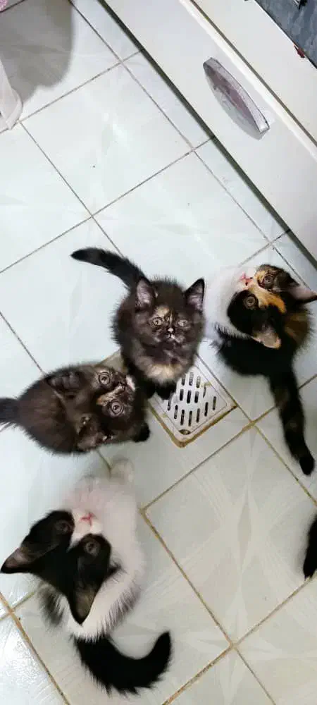 رستمی ۴۴|گربه|مشهد, محمدآباد|دیوار