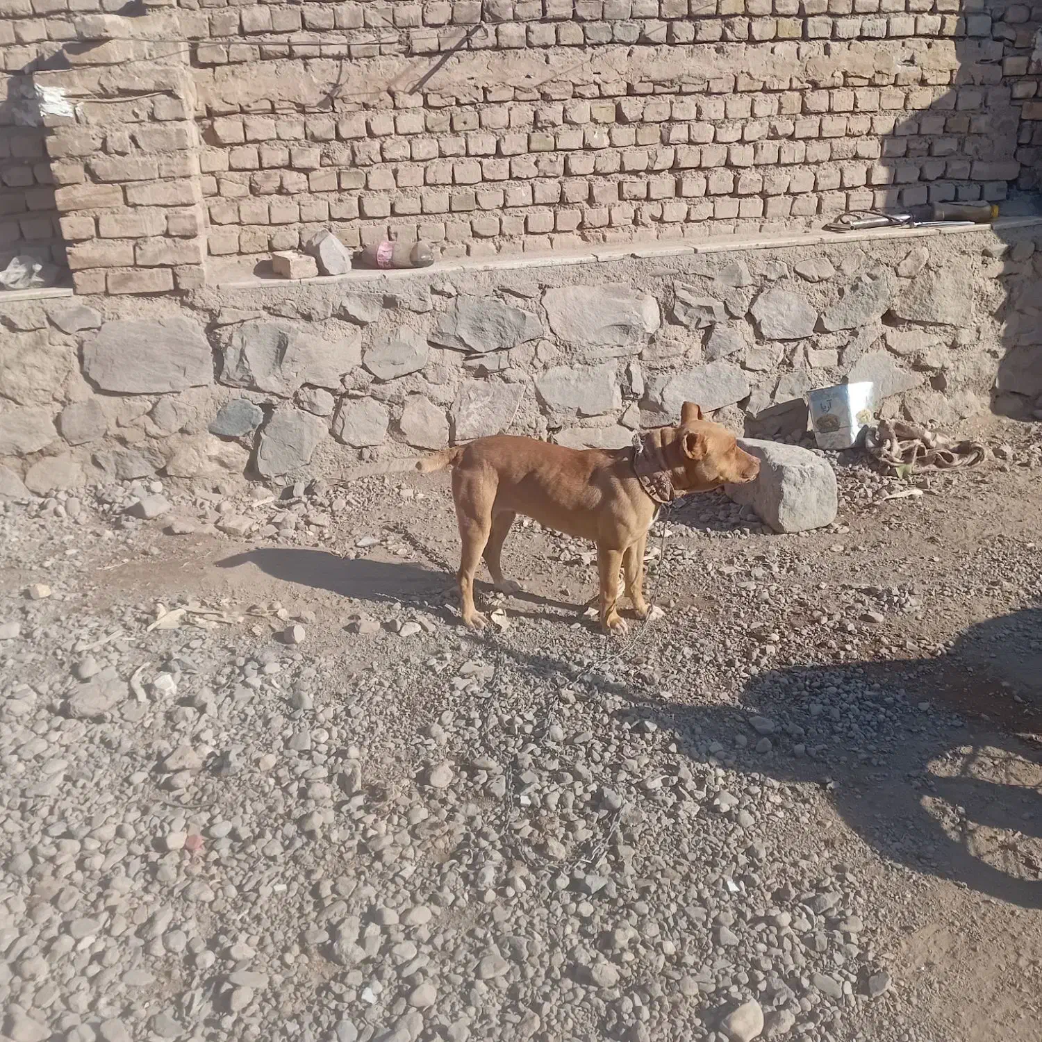 سگ پیتبول ماده زرنگ|سگ|نیشابور, مازول|دیوار