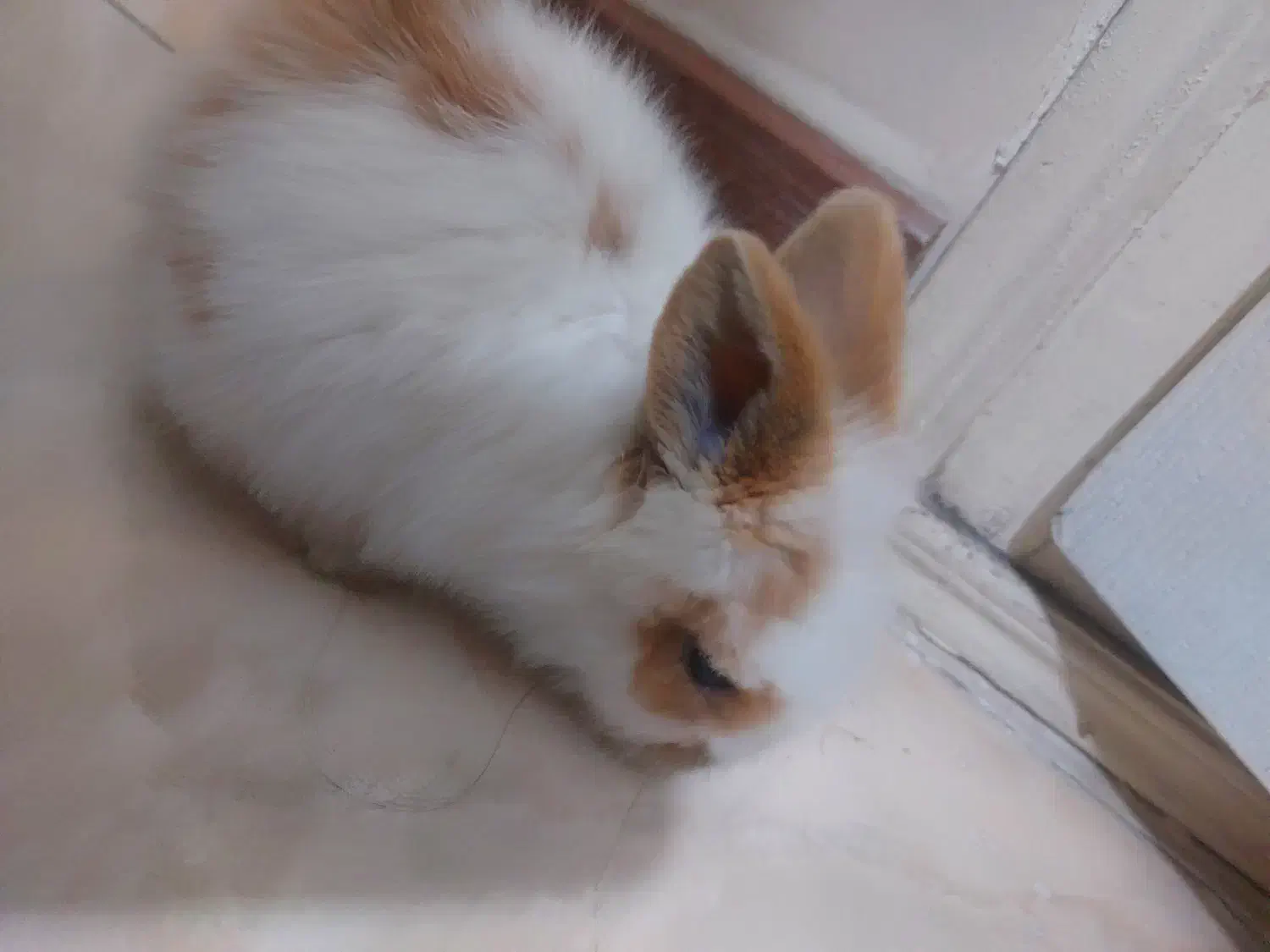 خرگوش مینی لوپ|موش و خرگوش|تهران, وحیدیه|دیوار