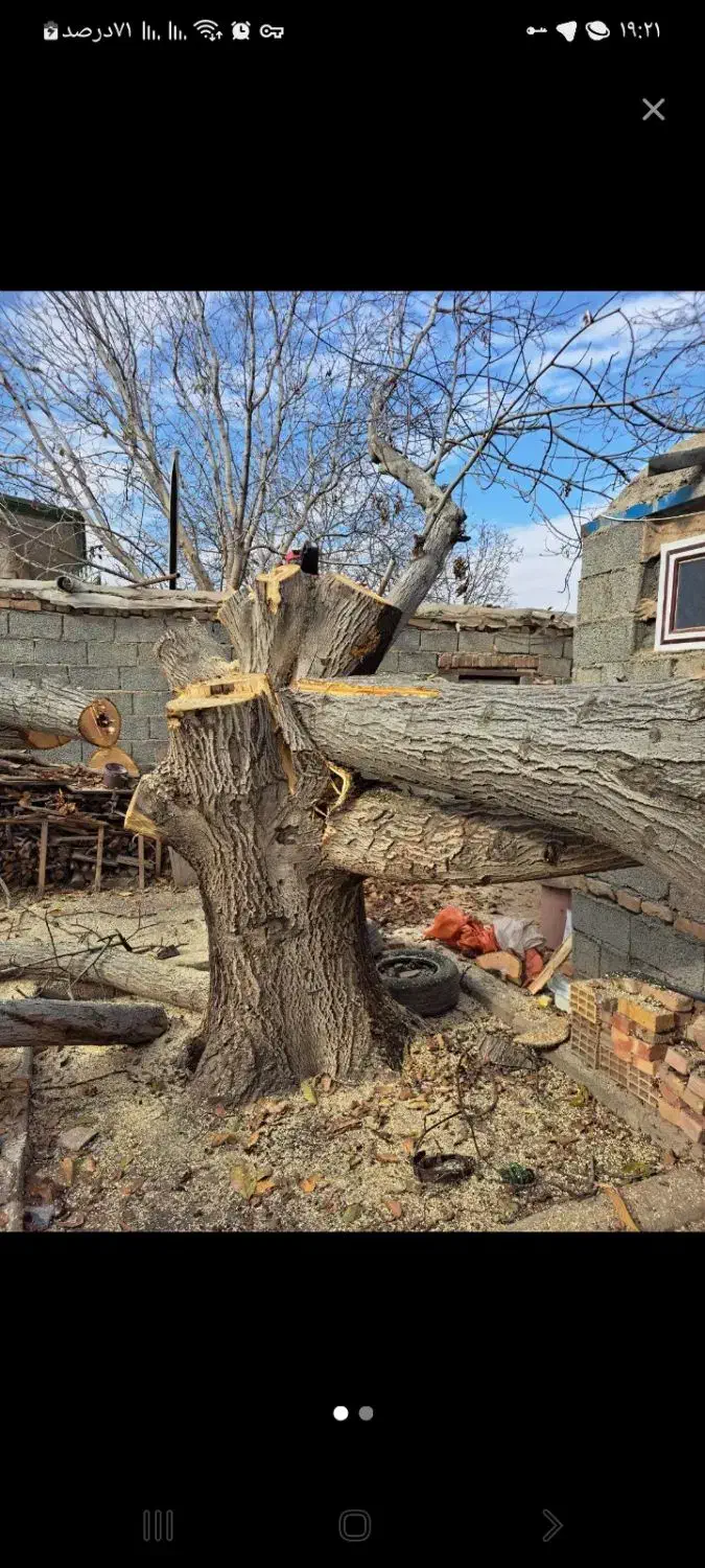 خرید چوب در باغات نقد به قیمت روز|خدمات باغبانی و درختکاری|گوگان, |دیوار