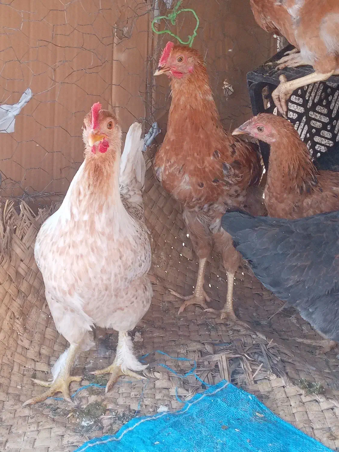 مرغ محلی|حیوانات مزرعه|بهبهان, |دیوار