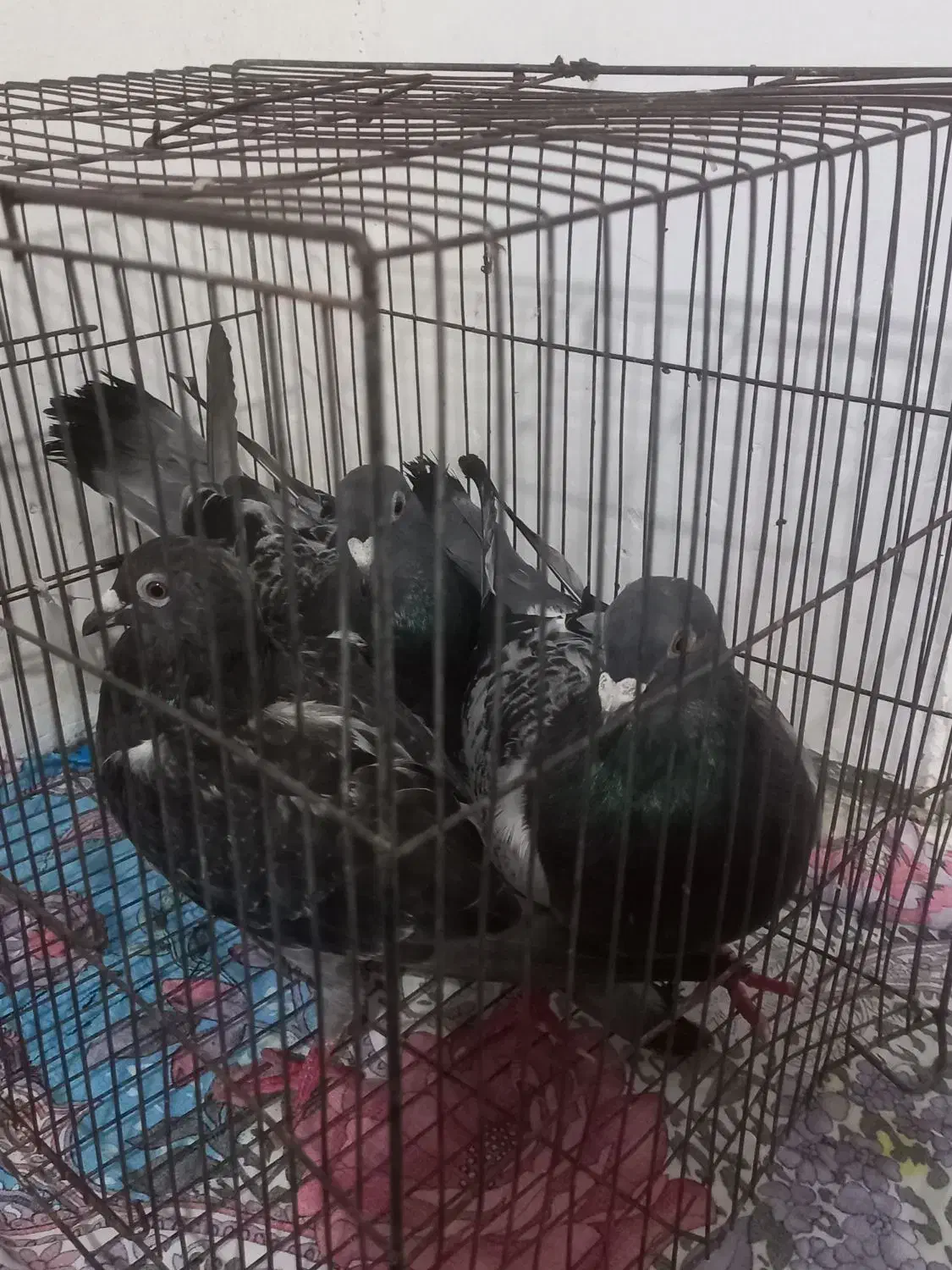 فروش کبوتر آلمانی|پرنده|دابودشت, |دیوار