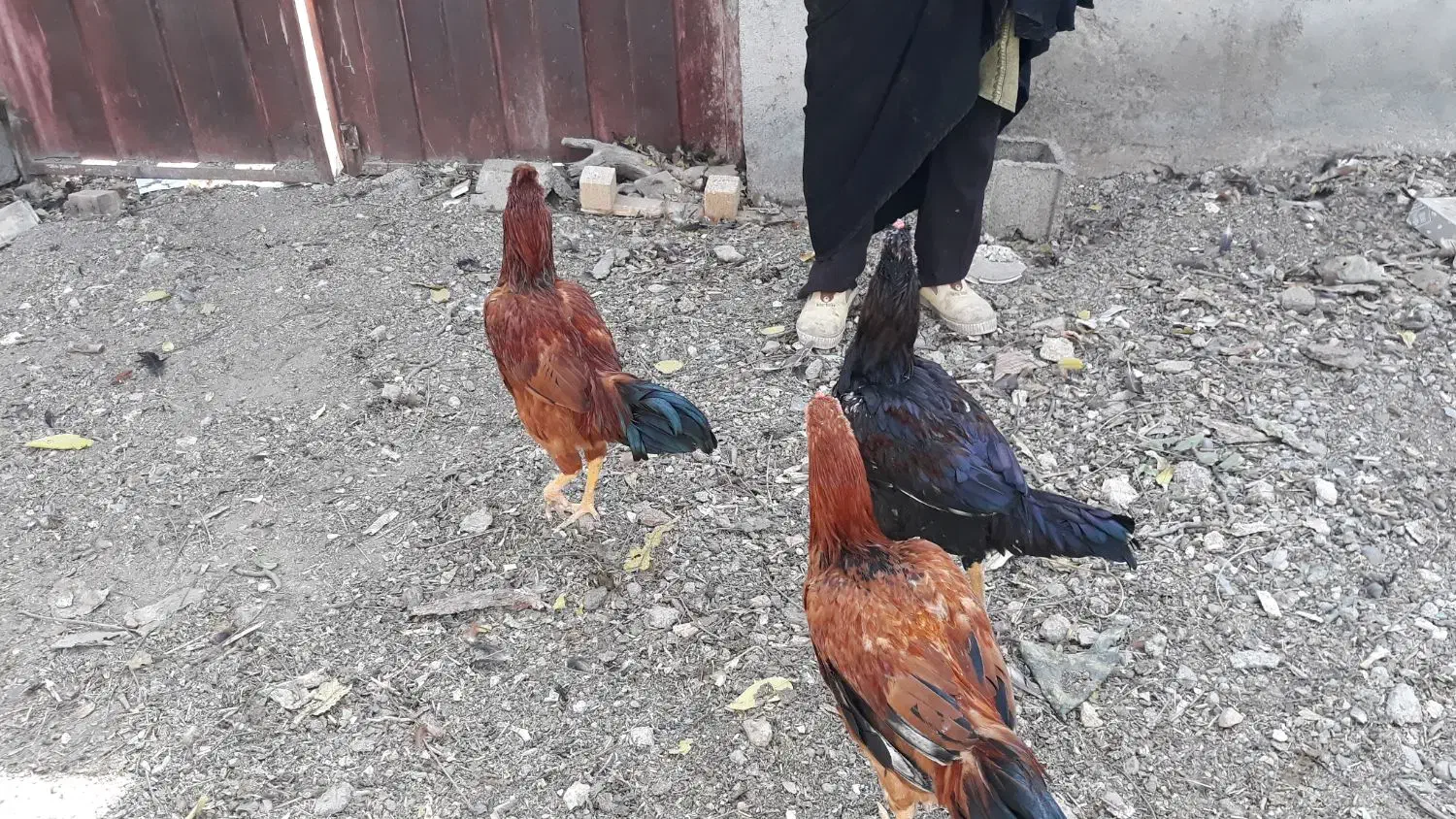 سه عدد جوجه خروس اعلا بسیار شاد|حیوانات مزرعه|مشهد, شهرک مهر آباد|دیوار