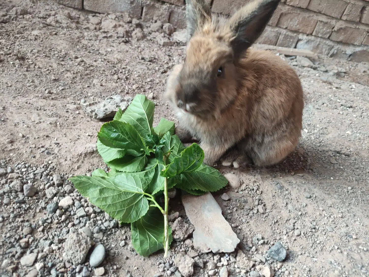 خرگوش لوپ|موش و خرگوش|رفسنجان, |دیوار