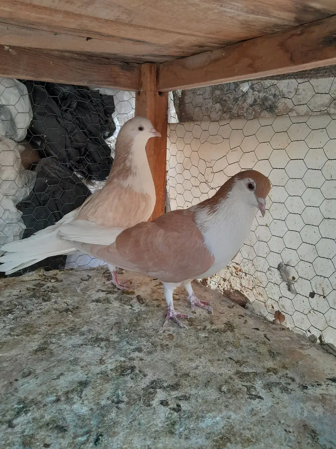 طاقی زرد نروماده|پرنده|کاشان, لتحر|دیوار