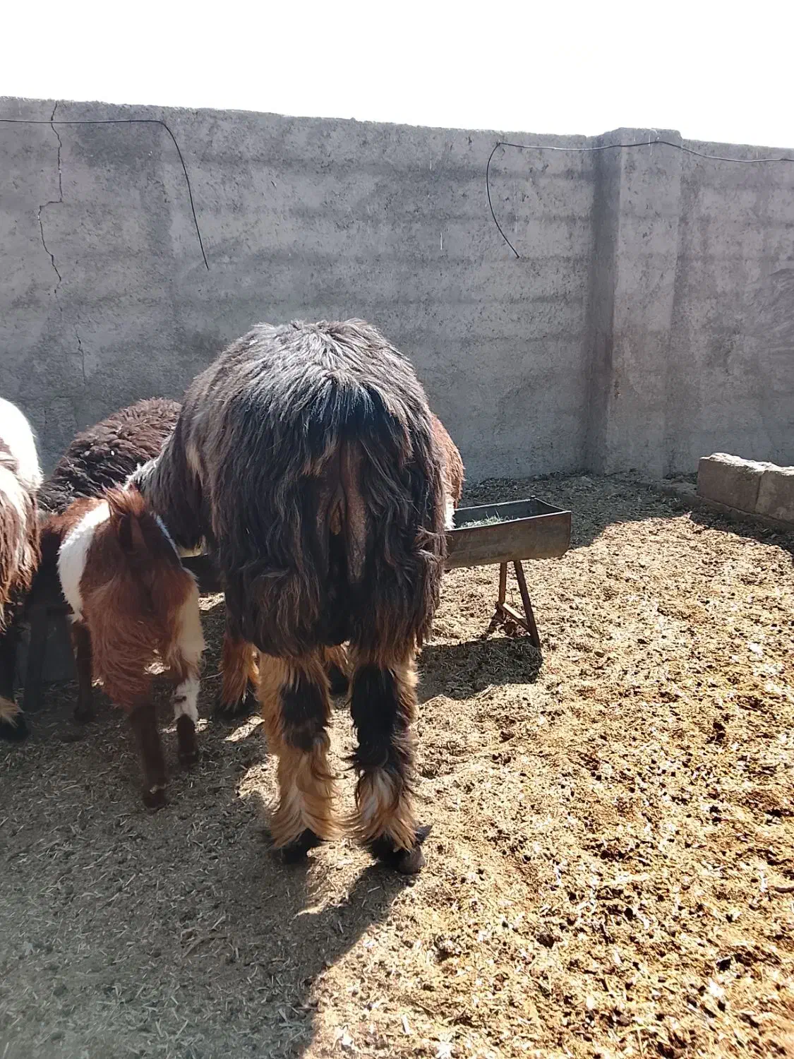 سلام بره نر سبک وقوچ داشت|حیوانات مزرعه|کوار, |دیوار